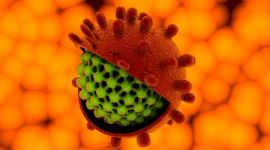 Пути и факторы передачи гепатита А