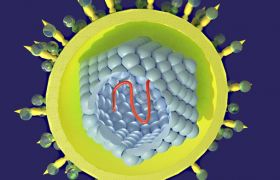 РНК вируса гепатита С: количественный и качественный анализ