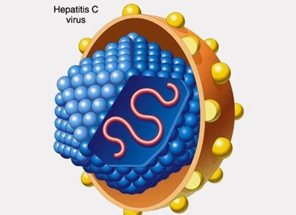 Как передается гепатит С от человека к человеку: пути передачи
