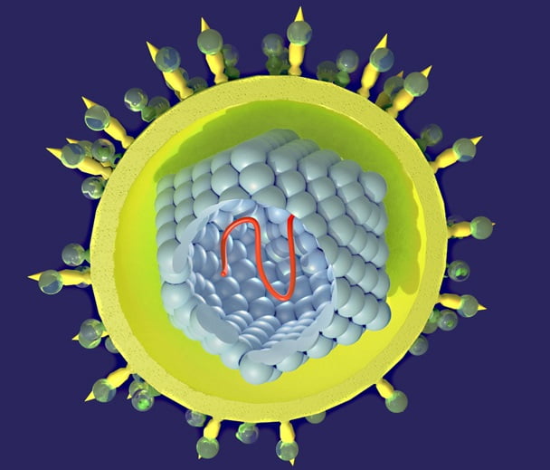 Что такое РНК вируса гепатита С